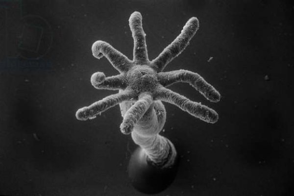 Сайт kraken в tor